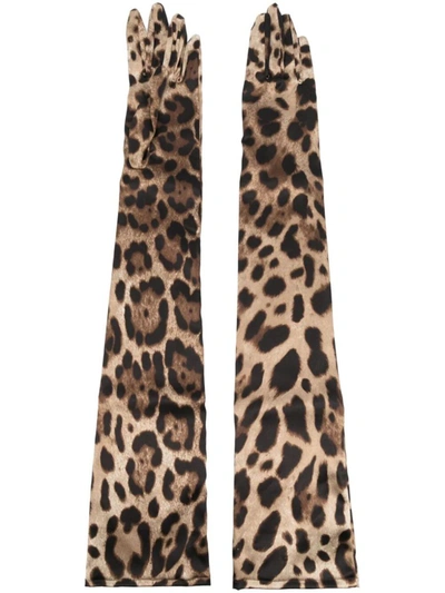 Dolce & Gabbana Guanti Lunghi Stampa Leopardo In Brown