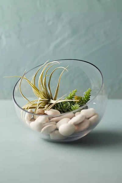 Terrain Angled Circular Terrarium, Medium In Transparent