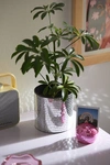 URBAN OUTFITTERS PLANT LIFE DISCO PLANTER IN SILVER AT URBAN OUTFITTERS