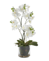 D&w Silks 24in Phael Orchids In Glass Bowl In White