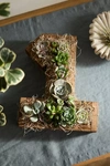 Terrain Succulent Number Planter