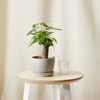 Bloomscape Mini Money Tree With Pot In Grey