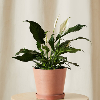 Bloomscape Peace Lily In Brown