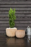Terrain Paloma Ceramic Bowl Planter, 15"