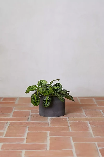 Terrain Fiber Jar Planter, 9" In Gray