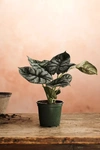 TERRAIN ALOCASIA SILVER DRAGON