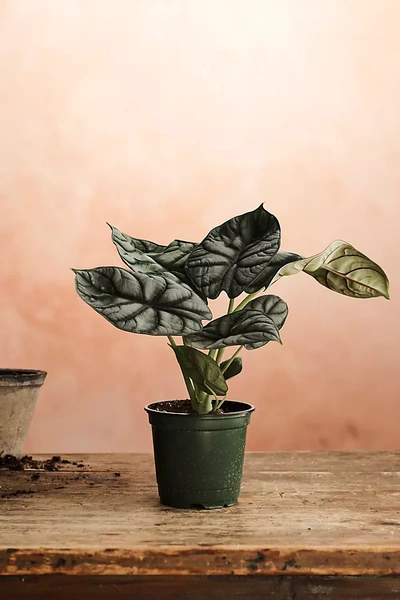 Terrain Alocasia Silver Dragon In Brown