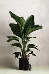 Terrain Bird Of Paradise