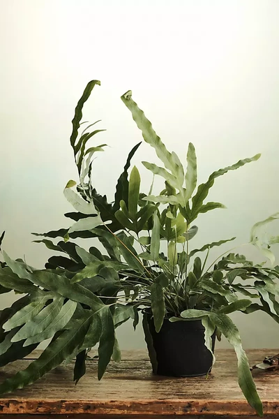 Terrain Blue Star Fern In Green