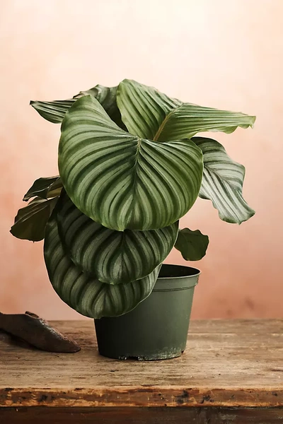 Terrain Calathea Orbifolia In Green