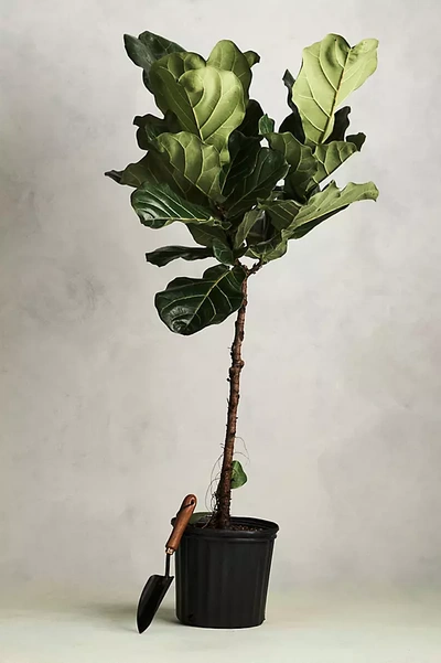 Terrain Ficus Lyrata In Black
