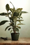 Terrain Ficus Tineke