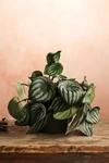 TERRAIN WATERMELON PEPEROMIA