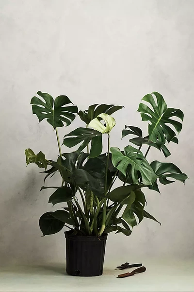 Terrain Monstera Deliciosa In Black