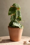 Terrain Monstera Dubia