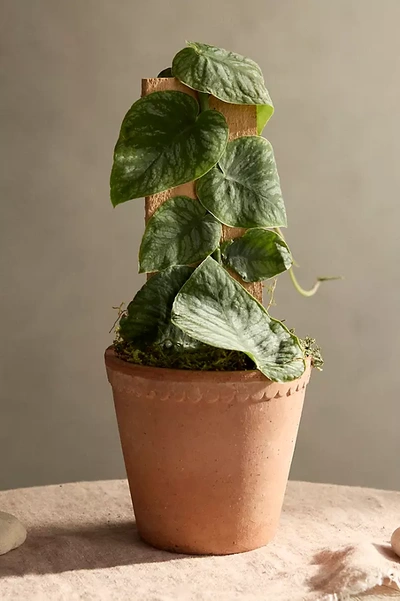 Terrain Monstera Dubia In Neutral