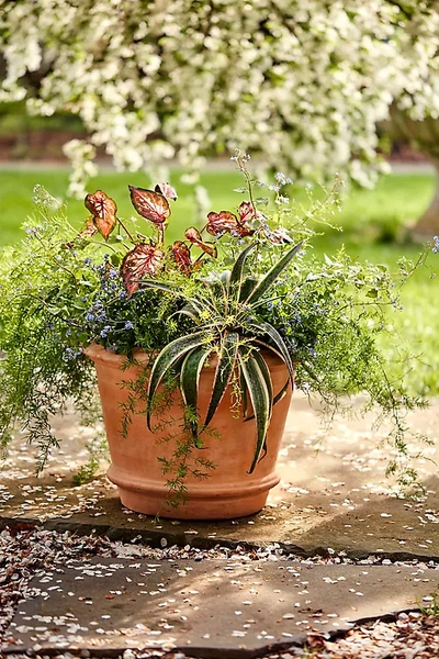 Terrain Tapered Terracotta Planter In Brown