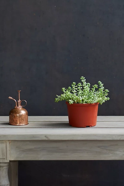 Terrain Sedum Burro Tail In Red