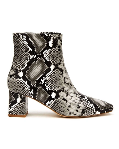 Matisse Cocoa Ankle Boots In Black/white Snake