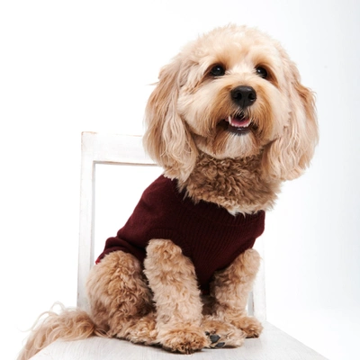 Naadam Cashmere Holiday Dog Sweater In Merlot