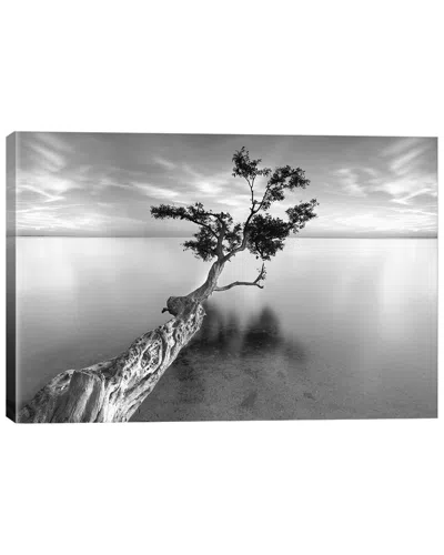 Icanvas Water Tree Xiii By Moises Levy Wall Art