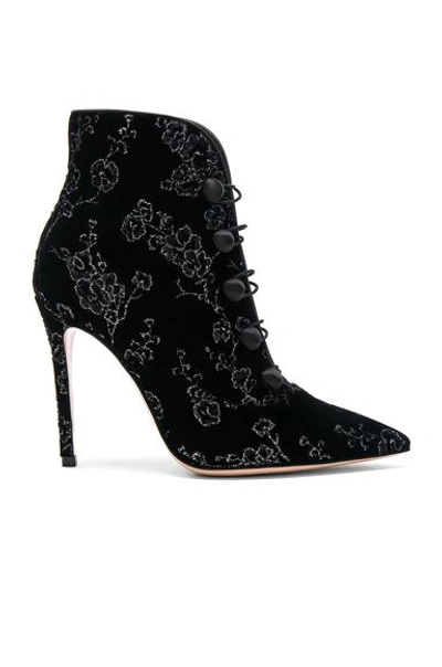 Gianvito Rossi Empress Velvet Ankle Boots In Blk/other