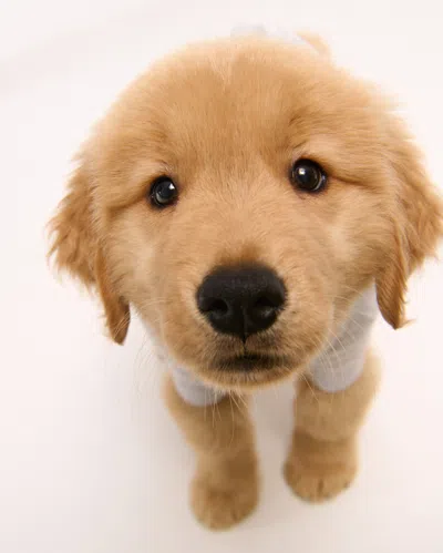 Abercrombie & Fitch Chicago Bears Pet Pupover In Brown