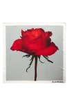 Acne Studios Vasco Rose Midsummer Silk Square Scarf In Multi