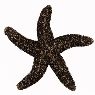 Acorn Natural Starfish Cabinet Knob In Antique Brass