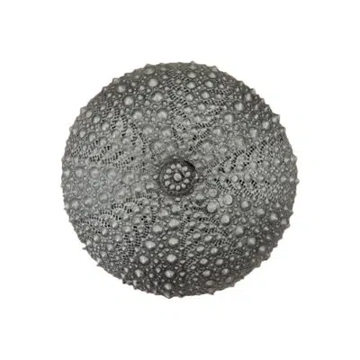 Acorn Sea Urchin Cabinet Knob In Antique Pewter
