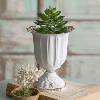 Actifo Tall Scalloped Cup - Box Of 4 In White