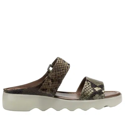 Aerosoles Willow Brown / Green Comb Willow-brwngrn Women's