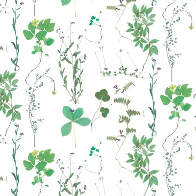 Pre-owned Aimee Wilder Herbario Designer Wallpaper In Sprout 'multi-color Greens On White' In Gray