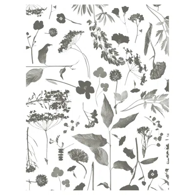 Pre-owned Aimee Wilder Roadside Flower Floral Wallpaper Black And White, Giselle