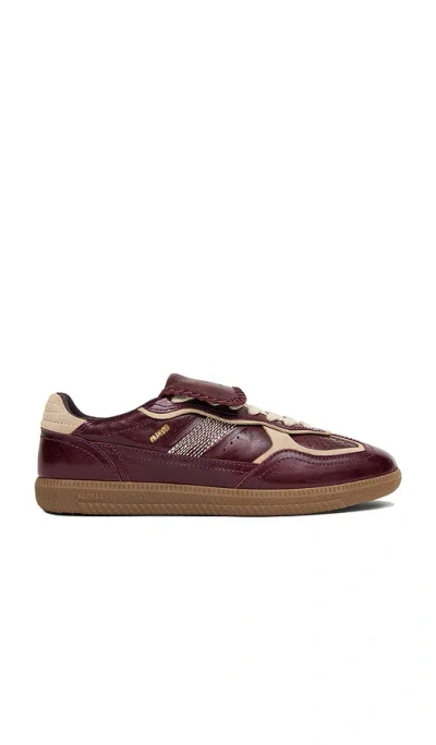 Alohas Tb.490 Club Patent Deep Burgundy Leather Sneakers In Brown