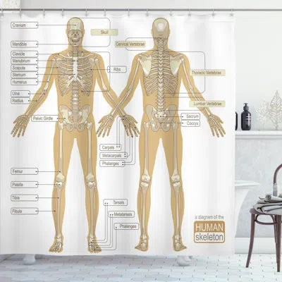 Ambesonne Human Anatomy Diagram Of Human Skeleton System With Titled Main Parts Of Body Joints Picture Single 
