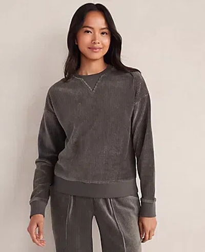 Ann Taylor Haven Well Within Corded Velour Crewneck Pullover In Blue
