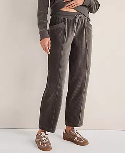 Ann Taylor Haven Well Within Corded Velour Pants In Blue