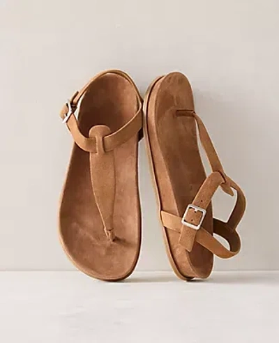 Ann Taylor Haven Well Within Suede Thong Sandals In Brown