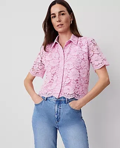Ann Taylor Lace Modern Blouse In Pink Hollyhock