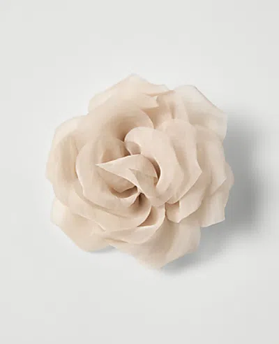 Ann Taylor Rosette Brooch In Neutral