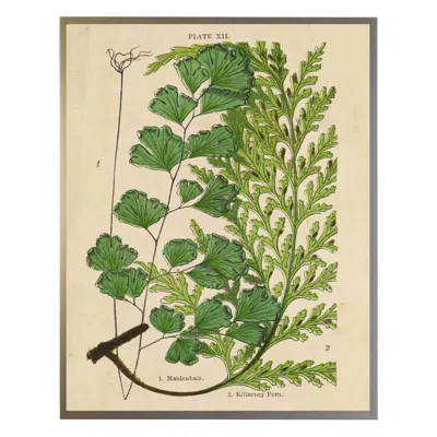 Annie Selke Vintage Fern Collage Wall Art 1