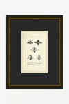 Anthropologie Bee's Knees Wall Art