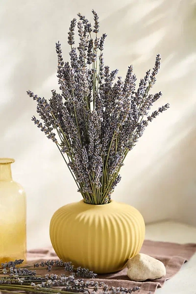 Anthropologie Dried French Lavender Bunch