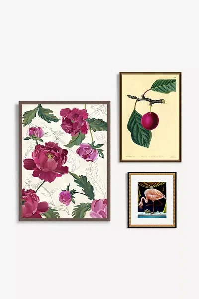 Anthropologie Fuchsia Botanicals Gallery Wall Art In Multi