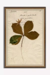 Anthropologie Herbarium Plant Wall Art
