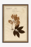 Anthropologie Herbarium Plant Wall Art In Brown