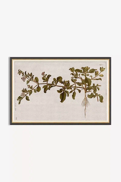 Anthropologie Horticultural Studies Wall Art In Neutral