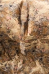 Anthropologie Organic Cotton Sateen Printed Sheet Set In Brown