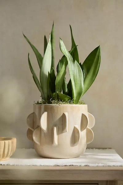 Anthropologie Paddle Ceramic Cylinder Planter In Brown